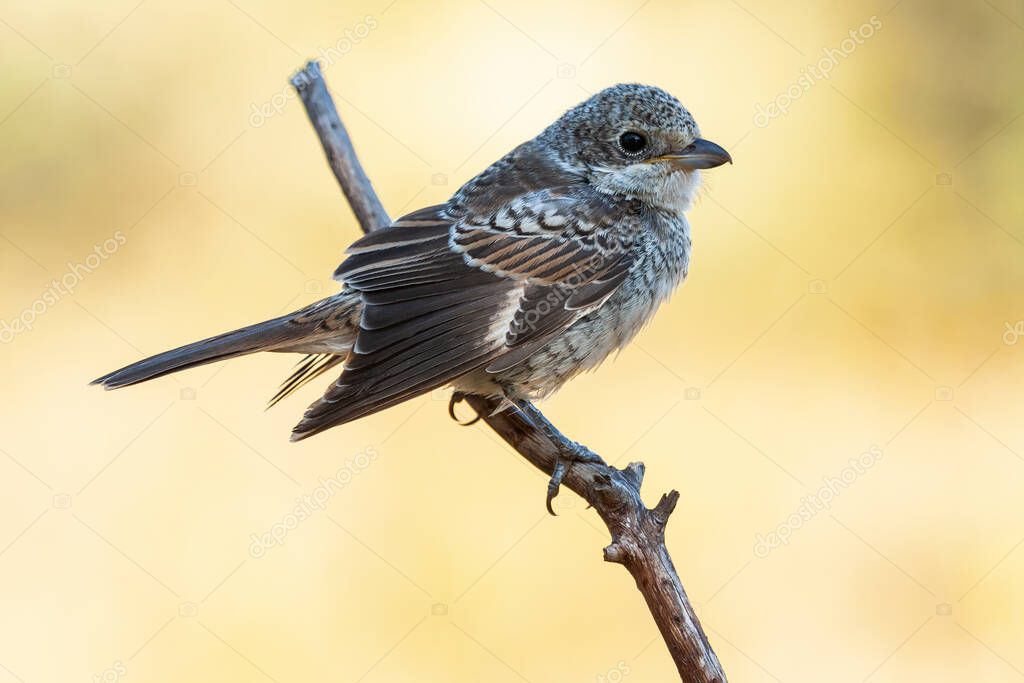 El joven Woodchat Shrike, el senador Lanius, se posó sobre una rama de