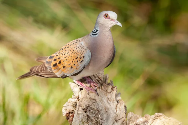 European Turtle Dove Streptopilia Turtur Σκαρφαλωμένο Κορμό Πάνω Εστιασμένο Πράσινο Royalty Free Φωτογραφίες Αρχείου