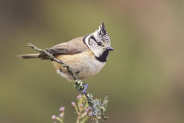 Selective approach of European Crested Tits, Lophophanes cristatus, a small bird with a crest on its head, on an unfocused background. Spain