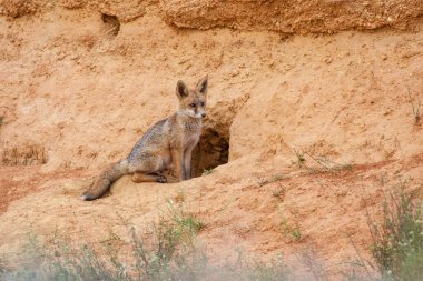 Kızıl tilki yavrusu, Vulpes vulpes, çamurlu bir yamaçta yuvasının kapısında oturuyor. İspanya