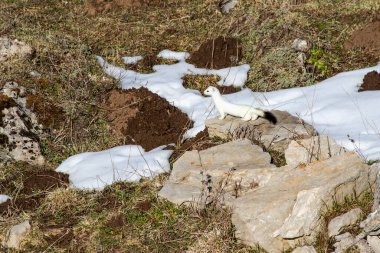 Ermin (Mustela erminea), beyaz kış kürklü bir kayanın üzerinde bulunur. İspanya