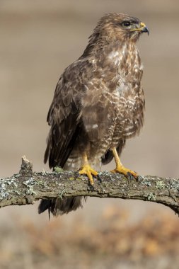 Sıradan bir şahin, Buteo Buteo, tekdüze bir arkaplanda bir kütüğe tünemiş bireyin dikey görüntüsü..