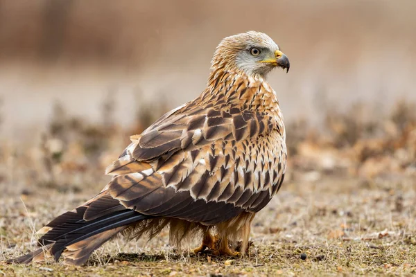 Selective Focus Red Kite Standing Ground Covered Grass Blurry Background — Stock Photo, Image