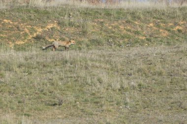 Kuru bir çayırda yürüyen yalnız bir kızıl tilki. İspanya