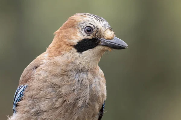 Gros Plan Jay Eurasien Soleil Avec Fond Flou Espagne — Photo