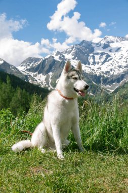 Dağların arkasındaki bir dağda duran Sibirya kurdu. Doğal bir manzaranın arka planındaki köpek..
