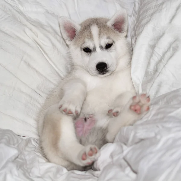 Милий сестринський щеня, що сидить на білому тлі — стокове фото