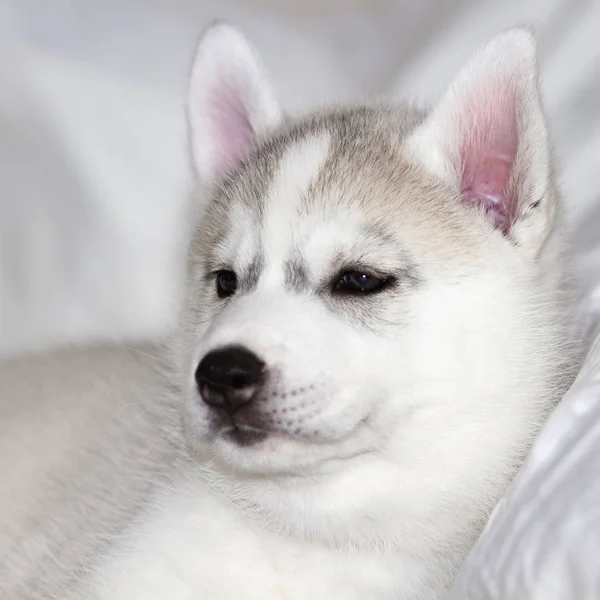 Bonito filhote de cachorro siberiano husky sentado no fundo branco — Fotografia de Stock