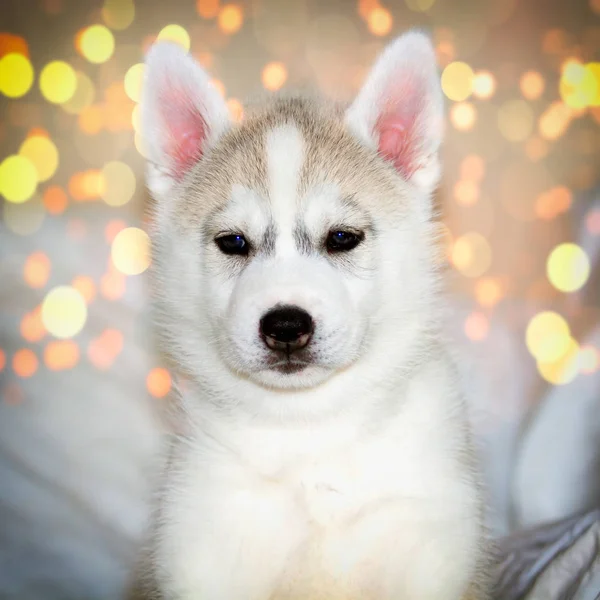 Bonito filhote de cachorro siberiano husky sentado no fundo branco — Fotografia de Stock