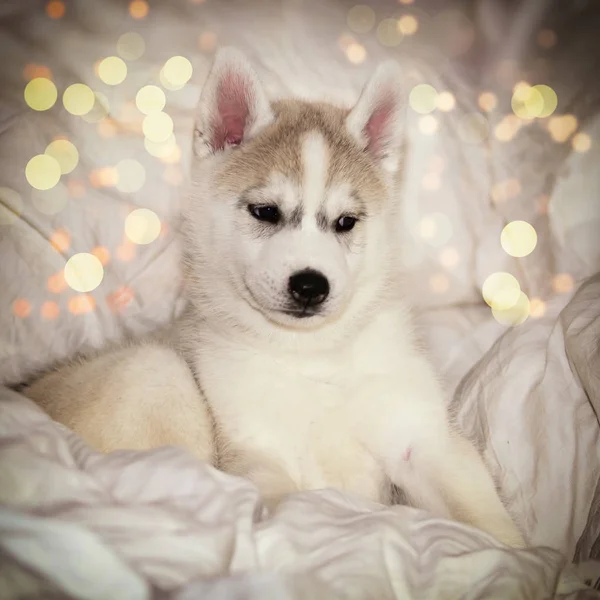 Bonito filhote de cachorro siberiano husky sentado no fundo branco — Fotografia de Stock