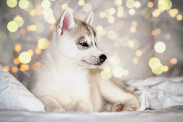 Cachorrinho Husky siberiano em branco — Fotografia de Stock