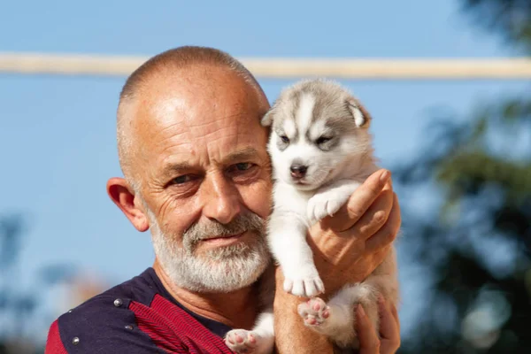 남자의 손에 있는 허스키 강아지, 회색작은 강아지. — 스톡 사진