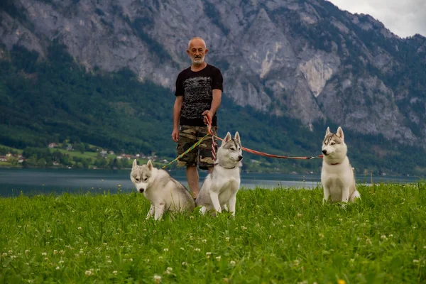 Un uomo anziano e cani da slitta camminano vicino al lago. Paesaggio alpino. Pensionato per il tempo libero attivo. Un uomo anziano sorride. Passeggiata con Siberian Husky . — Foto Stock