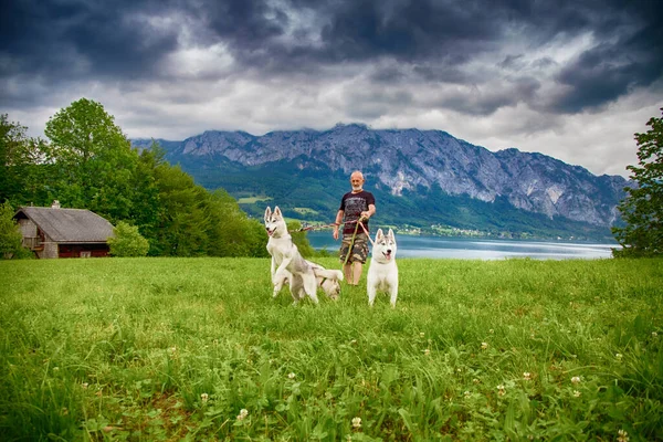 An old man and sled dogs walk near the lake. Alpine landscape. Active leisure pensioner. An elderly man is smiling. Walk with Siberian Husky.
