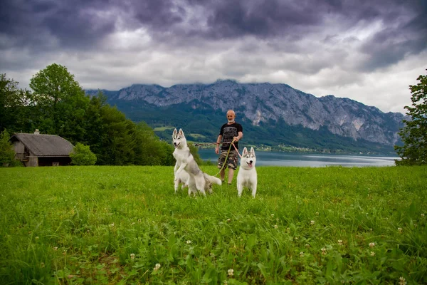 Een oude man en sledehonden lopen bij het meer. Alpenlandschap. Actieve recreatieve gepensioneerde. Een oudere man glimlacht. Wandel met Siberische Husky. Stockafbeelding