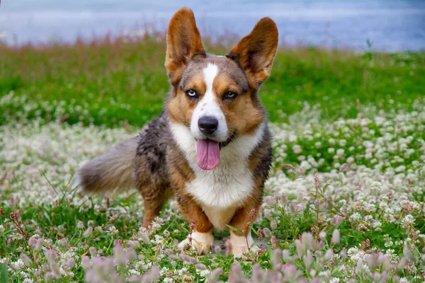 Köpek cins Galli Corgi hırkası oturuyor. Güzel portre.. - Stok İmaj