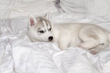 Beyaz arka planda oturan sevimli Sibirya köpeciği. Köpek yatağın üzerinde yatıyor. Yavru köpek şımarır..