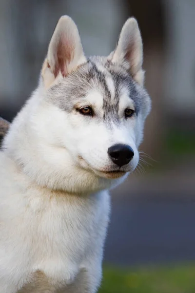 Retrato de perro husky siberiano — Foto de Stock