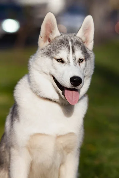 Retrato de perro husky siberiano —  Fotos de Stock