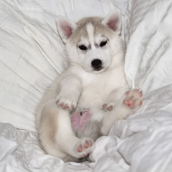 Niedliche sibirische Husky-Welpen sitzen auf weißem Hintergrund. Der Hund liegt auf dem Bett. Welpe verwöhnt. — Stockfoto