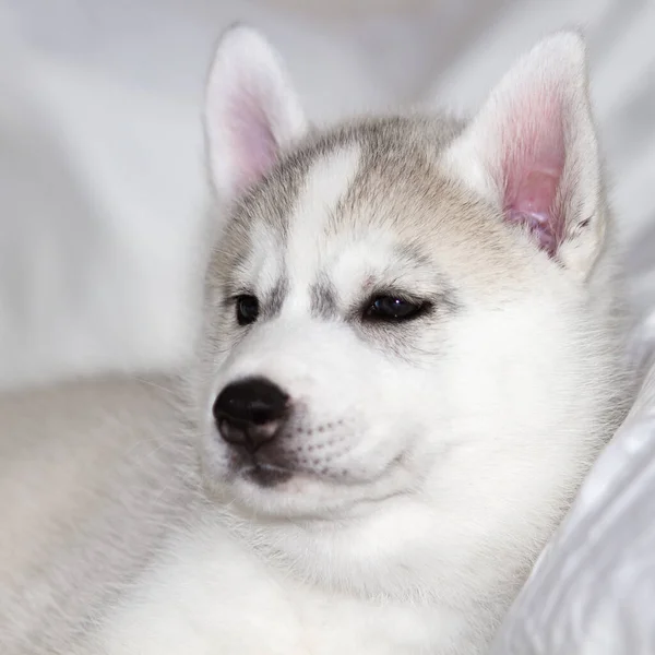 Beyaz arka planda oturan sevimli Sibirya köpeciği. Köpek yatağın üzerinde yatıyor. Yavru köpek şımarır.. — Stok fotoğraf