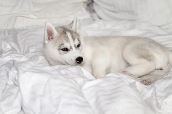 Beyaz arka planda oturan sevimli Sibirya köpeciği. Köpek yatağın üzerinde yatıyor. Yavru köpek şımarır.. — Stok fotoğraf