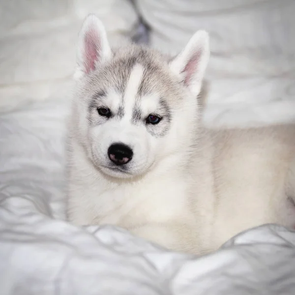 Bonito filhote de cachorro siberiano husky sentado no fundo branco. O cão está deitado na cama. Filhote de cachorro satisfaz . — Fotografia de Stock