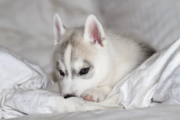 Niedliche sibirische Husky-Welpen sitzen auf weißem Hintergrund. Der Hund liegt auf dem Bett. Welpe verwöhnt. — Stockfoto