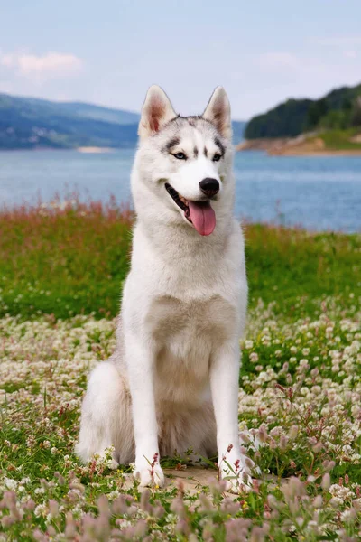 湖や森林の背景にある山の上に座ってシベリアのハスキー 自然景観を背景にした犬 ロイヤリティフリーのストック画像