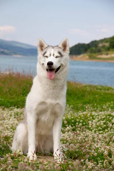 Syberyjski Husky Siedzi Górze Tle Jezior Lasów Pies Tle Krajobrazu — Zdjęcie stockowe