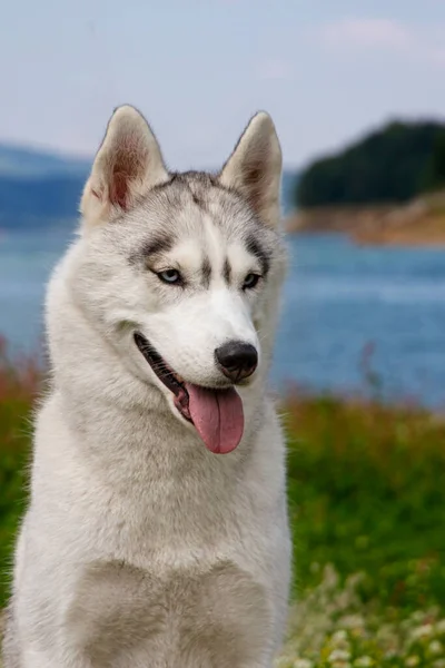 西伯利亚哈士奇坐在高山上 背景是湖泊和森林 以自然景观为背景的狗 — 图库照片