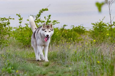 Husky çimlerin arasında koşuyor. Yakın plan. Köpek doğada yürür. Sibirya Husky 'si kameraya koşuyor. Aktif olarak köpekle yürüyor..