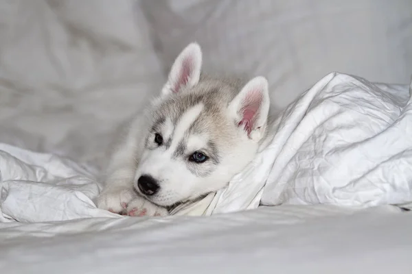 Bonito Filhote Cachorro Siberiano Husky Sentado Fundo Branco Cão Está — Fotografia de Stock