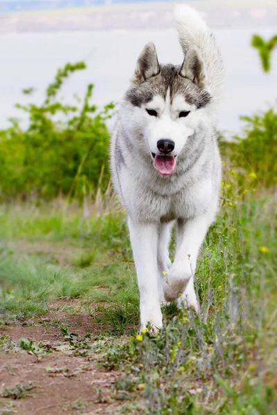 Husky Está Corriendo Por Hierba Primer Plano Perro Pasea Naturaleza —  Fotos de Stock