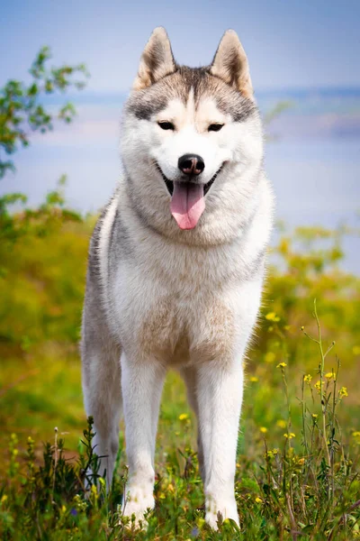 Sibirya Husky Sinin Portresi Yakın Plan Bir Köpek Çimlerin Üzerinde — Stok fotoğraf