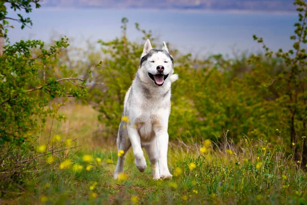 Husky Está Correr Pela Relva Close Cão Caminha Natureza Husky — Fotografia de Stock