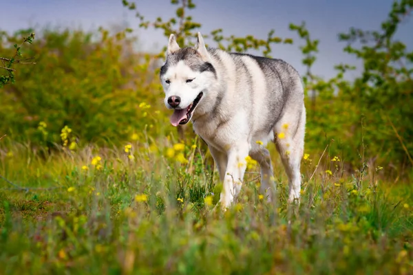 Husky Está Corriendo Por Hierba Primer Plano Perro Pasea Naturaleza —  Fotos de Stock