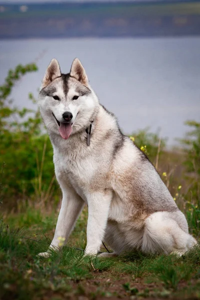 Szibériai Husky Kutya Élénk Zöld Fák Van Háttérben Husky Füvön — Stock Fotó