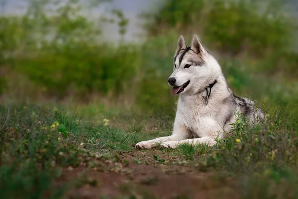Köpek Çimlerin Üzerinde Yatıyor Sibirya Husky Sinin Portresi Yakın Plan — Stok fotoğraf