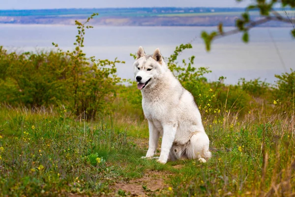Σιβηριανό Γεροδεμένο Σκυλί Φωτεινά Πράσινα Δέντρα Και Γρασίδι Είναι Στο — Φωτογραφία Αρχείου