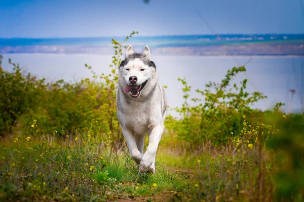 Husky Está Correr Pela Relva Close Cão Caminha Natureza Husky — Fotografia de Stock