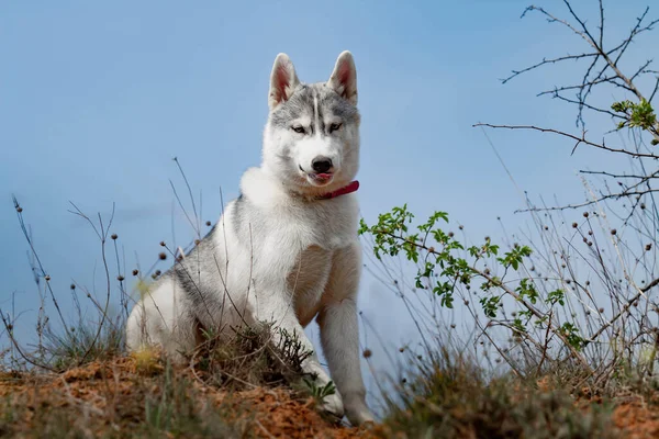 Retrato Husky Siberiano — Fotografia de Stock