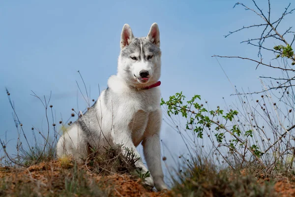 Portrait Husky Sibérien — Photo