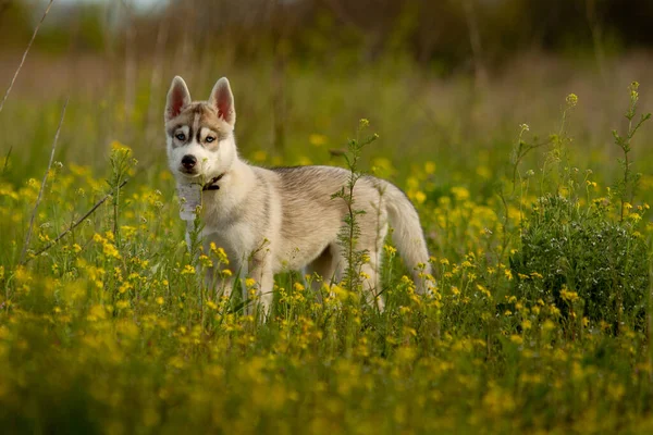 Portret Van Siberische Husky — Stockfoto