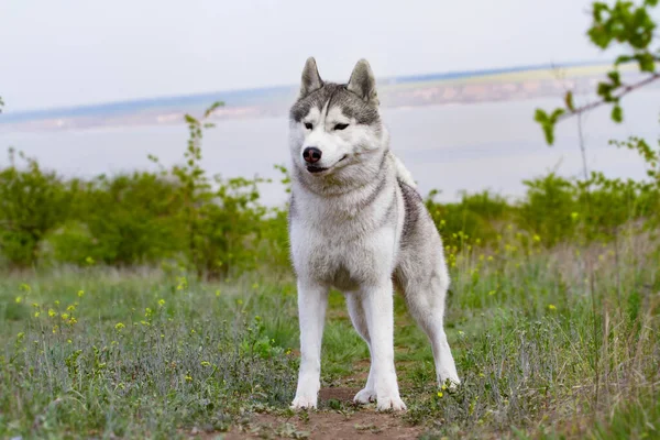 Retrato Husky Siberiano Close Está Cão Relva Paisagem Rio Fundo — Fotografia de Stock