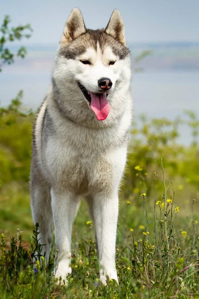 Portret Syberyjskiego Husky Ego Zbliżenie Pies Stoi Trawie Krajobraz Rzeka — Zdjęcie stockowe