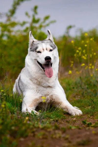 Perro Está Tirado Hierba Retrato Husky Siberiano Primer Plano Descansando — Foto de Stock