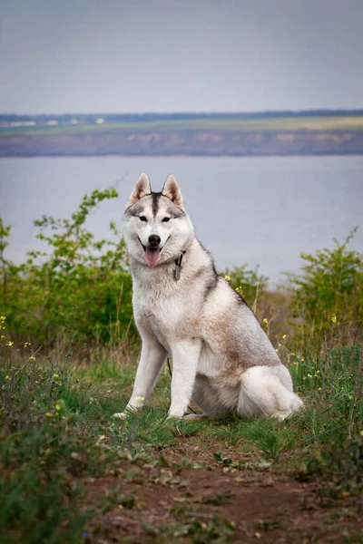 Cão Marinho Siberiano Árvores Verdes Brilhantes Grama Estão Fundo Husky — Fotografia de Stock