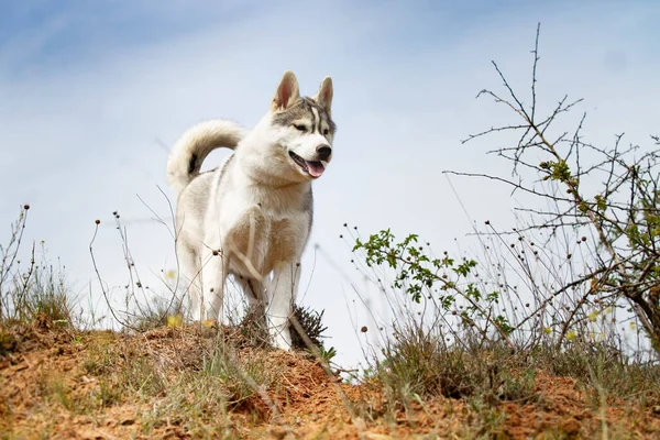 Portrait Husky Sibérien — Photo