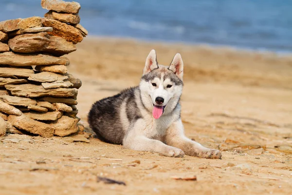 Ritratto Husky Siberiano — Foto Stock